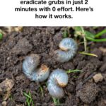 10 bizarre mulch tricks gardeners are oddly obsessed with