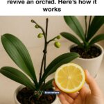 Don’t yank this from the cracks. It’s not a weed. Here’s why