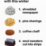 Want massive blooms? Here’s when and how to deadhead coneflowers