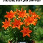 Most do this wrong. When and how to divide your irises