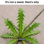 1 lemon is all that’s needed to revive an orchid. Here’s how it works