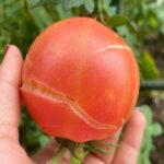 21 Houseplants that Can Grow Without Sunlight