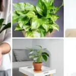 Hydrogen peroxide is a gardener’s all-purpose remedy. Here’s why..