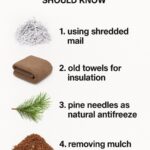 Hydrangeas dying too fast? Here’s what you are missing & what you should do next