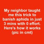 Most people have no clue. Here’s the hidden power of this plant