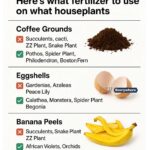 Here’s the most powerful fertilizer for tomatoes, peppers, and onions, 200% higher yield