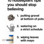 Hydrogen peroxide is a gardener’s cure-all. Here’s why.