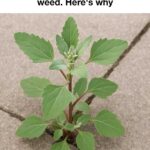 10 bizarre winter composting tricks that actually work