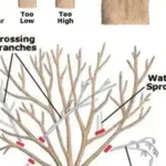 Secrets To Grow Fuller and Bushier Rosemary