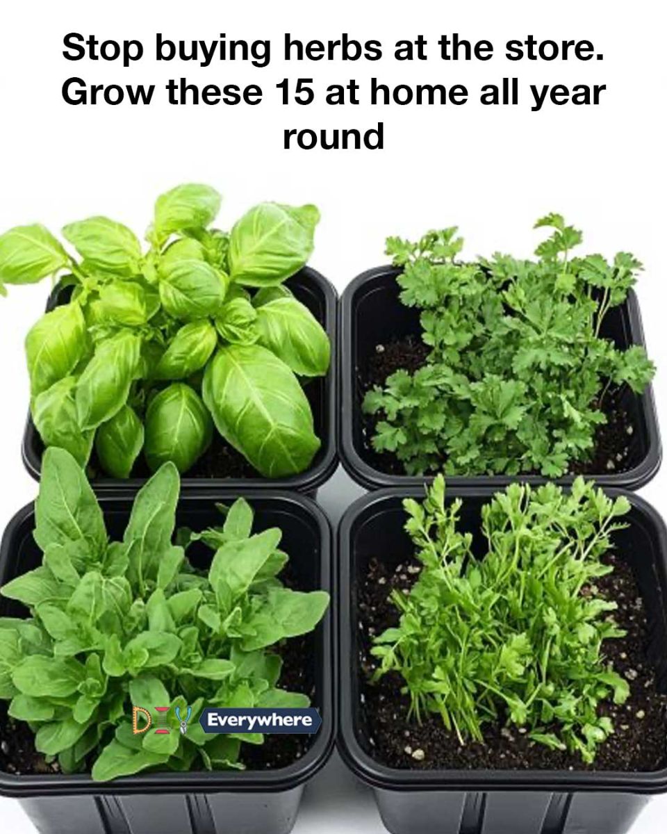 Stop buying herbs at the store. Grow these 15 at home all year round ...