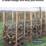 Soap water is a gardener’s defense. Here’s why