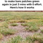 How to Get Rid of Aphids and Scales Naturally With 6 Treatments That Work