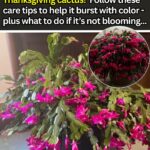 Best Companion Plants for Garlic – What to Grow (and What to Avoid)