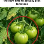 You are doing it all wrong. Here’s the right way to use aloe vera gel.Full article 