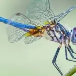 Put a Clove in Every Corner of Your Home – Here’s the Ritual and Its Purpose