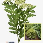 12 banana peel gardening hacks that actually work