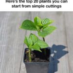 Don’t Toss That Tea Bag – Tuck It in a Pot Instead (Here’s Why)