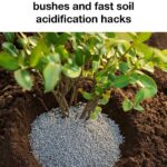 14 egg shell tricks every gardener gets wrong