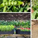 Stop Throwing Away Empty Toilet Rolls: 7 ways To Reuse them Again in the Garden