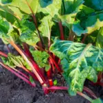 How to Make a String Of Pearls to Bloom (Highly Fragrant & Rare)