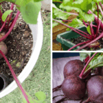 Hydrogen Peroxide in the Garden: Which Plants Love It (and How to Apply)