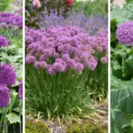 How and When to Prune a Christmas Cactus