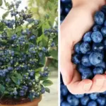 How to Grow Unlimited Tomato Plants from Just a Few Slices