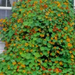 How to Make Your Mums Bloom All Fall (And For Years After)