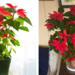 Why You Should Grow Hollyhocks in Your Yard and How to Eat Every Part of this Plant