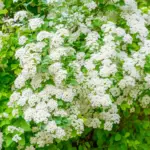 Shatter a mirror into glass chips on a tray. You won’t believe the glow it gives off