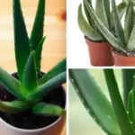 If You Eat Pumpkin Seeds Every Day, Here’s What Happens to Your Body and Mind