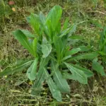 Aloe Vera: The Ancient “Plant of Immortality” and How to Grow It at Home