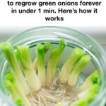 My nana swears by this! Just 1 thin slice per week! Your orchids shoot up by 500%