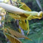 Looks like it’s from the store