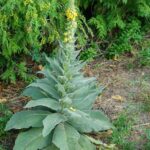 11 weird watering hacks gardeners swear by