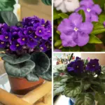 Honey with Turmeric: The Most Potent Natural Antibiotic That Even Doctors Can’t Fully Explain