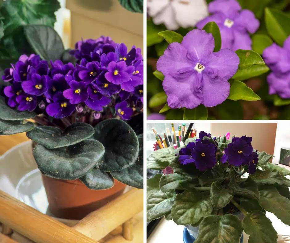 Violet Raup How to Make African Violets Bloom - Diy Home Garden