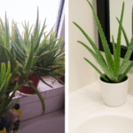 One Dragonfly Can Eat 100s of Mosquitoes per Day: Keep These Plants in Your Yard to Attract Dragonflies!