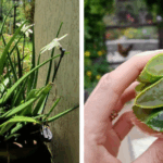 Similar to Opium: The Best Natural Painkiller that Grows in your Backyard