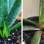 12 Plants That Naturally Repel Aphids | Anti-Aphid Plants for a Healthy Garden