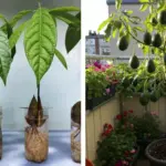 10 Best Herbs to Grow in Buckets This November