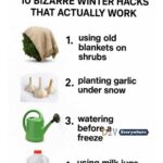 8 flowers you can grow with just water
