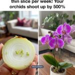 My nana showed me this hack to regrow green onions forever in under 1 min. Here’s how it works