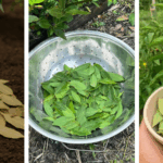 Why Everyone Should Keep an Aloe Vera Plant in Bathroom: 6 Reasons