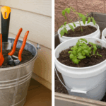 Why You Should Grow Hollyhocks in Your Yard and How to Eat Every Part of this Plant