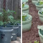 10 Plants That Attract Dragonflies for Mosquito Control