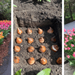 Why You Should Hang a Bag of Wild Chestnuts in Your Home This Fall