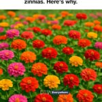 Woman weaved dried corn husks and wheat into an old frame. Just wait until you see it on the door!