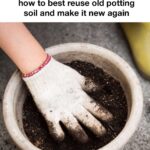 12 banana peel gardening hacks that actually work