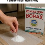 Discovered these in my spaghetti. The sauce was canned. What could they be?